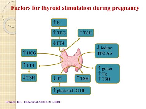 Ppt Thyroid And Pregnancy Fereidoun Azizi Research Institute For Endocrine Sciences Powerpoint