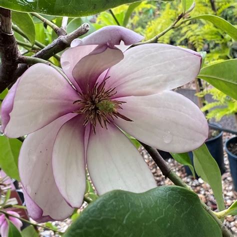 Magnolia Fairy Blush 3l Coolings Garden Centre