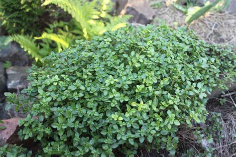 How To Grow Creeping Thyme Thymus Praecox Gardeners Path