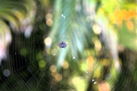 Oakland Park FL Crab Spider Spinybacked Orbweaver Flickr