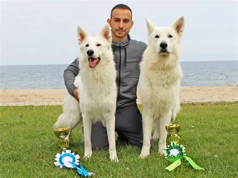 Бяла швейцарска овчарка България - EliteShepherds.com