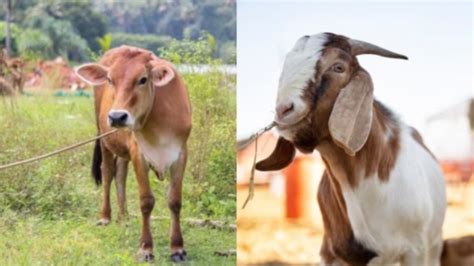 Kurban Kambing Orang Atau Sapi Orang Mana Yang Lebih Utama Begini