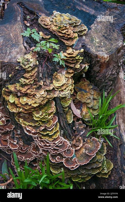 Pilze Gedeihen Auf Einem Baumstumpf Im Garden Of St Erth Im Wombat