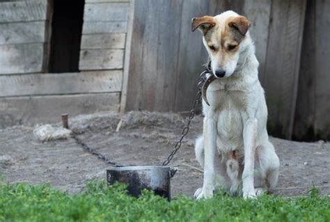 Cane Legato Alla Catena Anche La Toscana Approva Divieto Tiscali