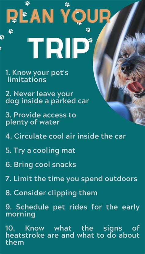 how to keep a dog cool in a car