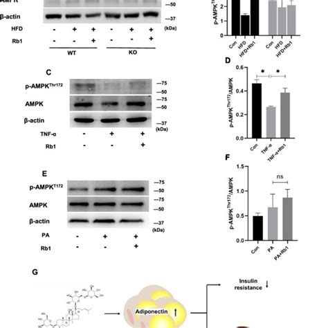 Grb Improved Liver Dysfunction In The Presence Of Adiponectin The