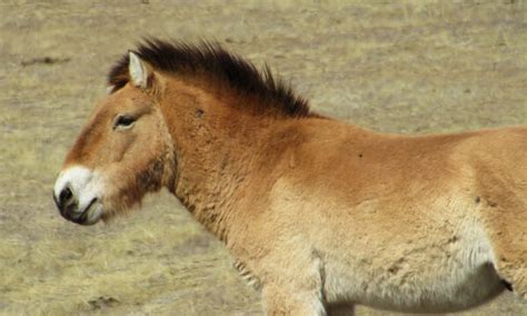 Khustain Nuruu National Park – Mongolia - Atlas Obscura