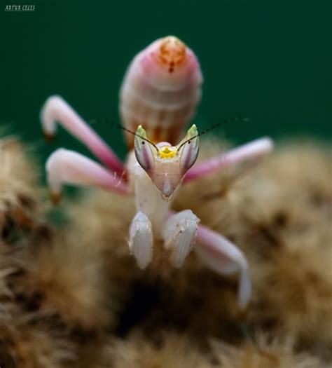 Орхидейный богомол (лат. Hymenopus coronatus)