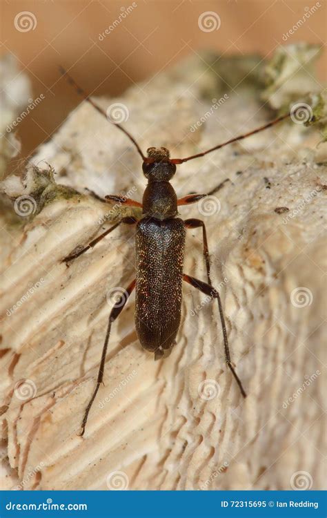 Grammoptera Ruficornis Longhorn Beetle Stock Image Image Of Nature