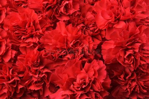 Red Carnations stock photo. Image of decoration, gift - 1448848