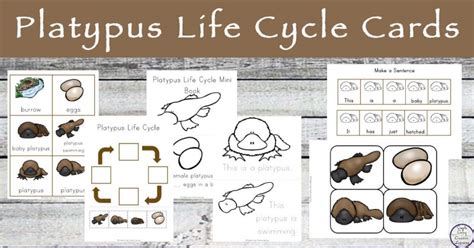 Platypus Life Cycle Cards - Simple Living. Creative Learning