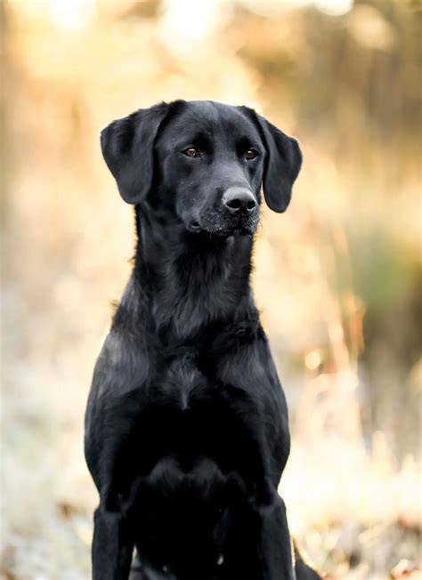 Twig Southern Oak Kennels