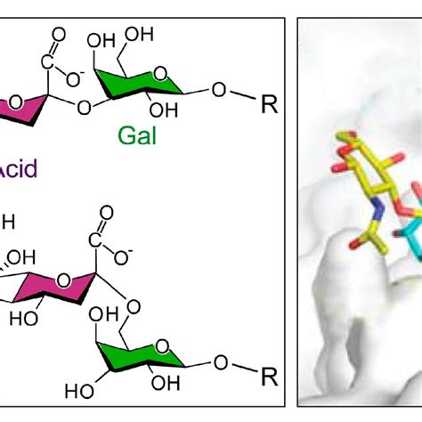 Left Structure Of N Acetylneuraminic Acid Neu5ac Sialic Acid Sa