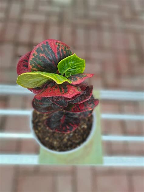 Young Turtle Croton Tree Stock Image Image Of Produce 263885303