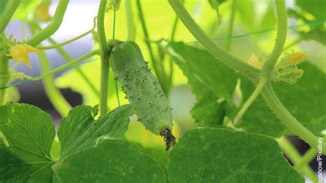 Cómo cultivar pepino en maceta Aprende a hacerlo en casa