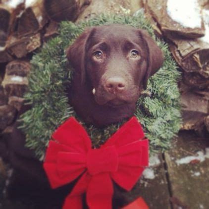 Merry Christmas From The Sweetest Chocolate Lab Ever Cute Puppies