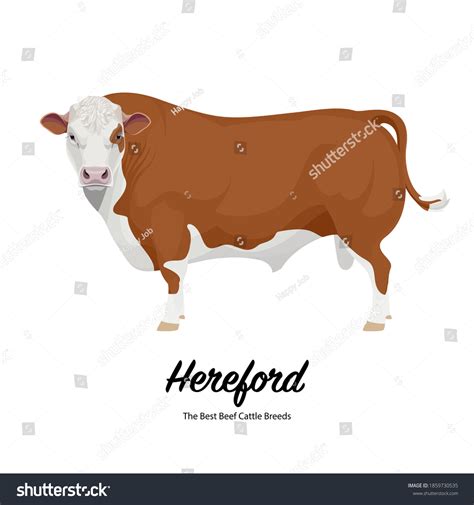 Hereford Bull Best Beef Cattle Breeds Stock Vector Royalty Free