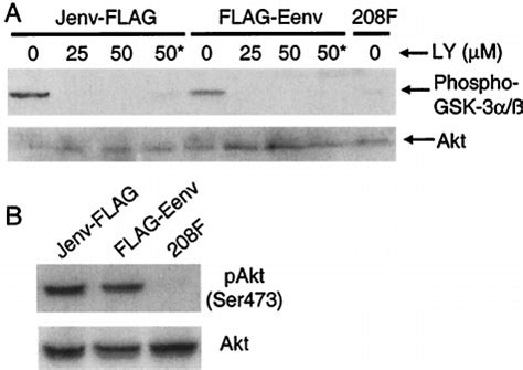 Pi K Dependent Akt Activation In F Cells Transformed By Jsrv Or Entv