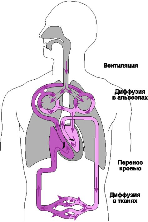 2.5. Дыхательная система