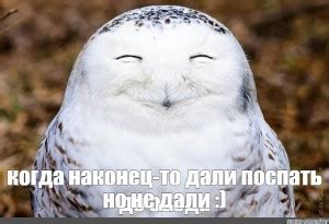 Создать мем "полярная сова, улыбающаяся сова, домашняя сова белая ...
