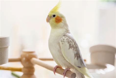 Decoding Cockatiel Language: Understanding Body & Vocal Signals