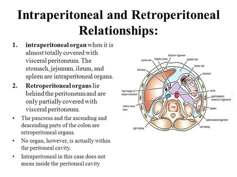 Retroperitoneal Organs