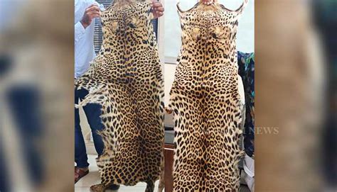 Stf Seizes Two Leopard Skins Two Held In Odisha Odisha