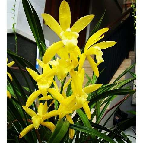 Jual Bibit Tanaman Hias Anggrek Cymbidium Golden Boy Shopee Indonesia