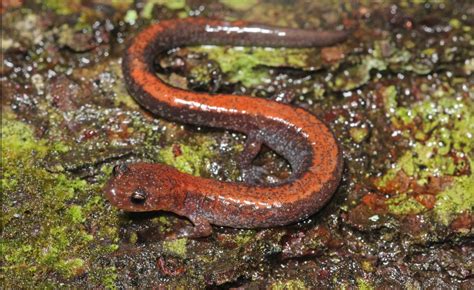 How EASTERN RED-BACKED SALAMANDER Species are Helping to Protect Endangered Species - Animal ...