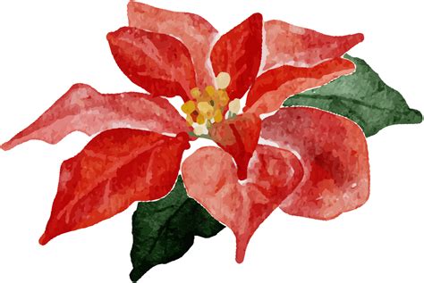 Poinsettia Watercolor Painting