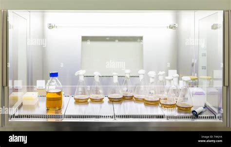 Close Up Of Cell Culture Samples On LB Agar Medium In Petri Dish And