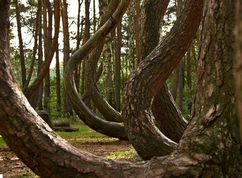 Terindah Di Dunia Ini Penampakan Hutan Bengkok Misterius Polandia