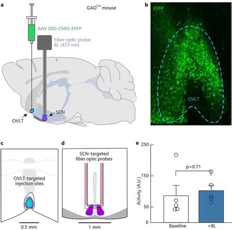 Optogenetic Activation Of Gabaergic Ovlt Neuron Axon Terminals In The