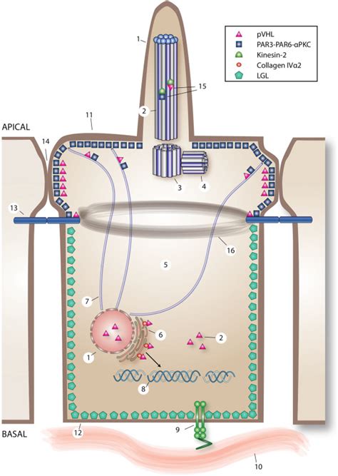 Overview Of Direct And Indirect PVHL Regulated Cell Processes In An