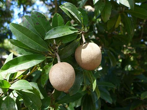 O Que É Sapotizeiro - Como Plantar o Sapoti/Sapotizeiro (Manilkara zapota)