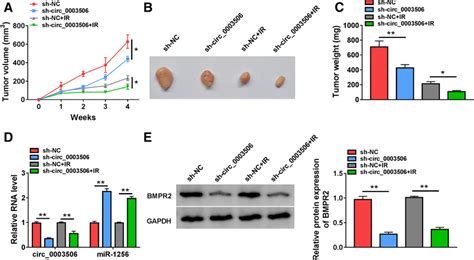 Knockdown Of Circ 0003506 Enhanced Radiosensitivity In GC By The