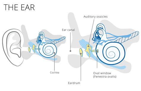 Hearing Loss Explained How Hearing Aids Can Help You Malaysia