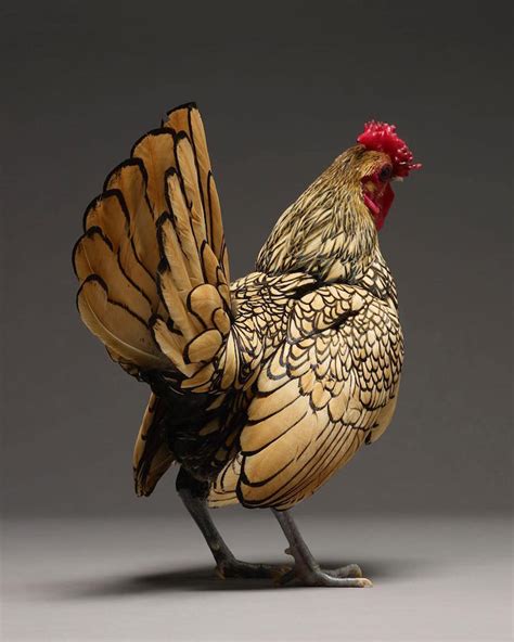 Most Beautiful Chickens on the Planet – Discoveries in Animal Sciences