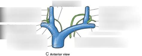 Lymphatic Drainage Of Thoracic Duct And Right Lymphatic Duct Diagram