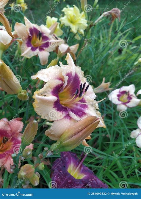 Bicolor Open Daylily Flower On A Background Of Green Foliage Perennial