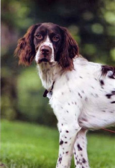 French Spaniel - Temperament, Lifespan, Shedding, Puppy