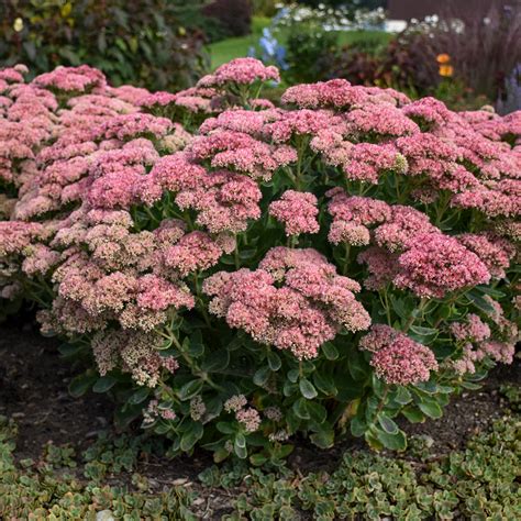 Sedum Autumn Joy For Sale Shop Stuarts Stuarts Landscaping