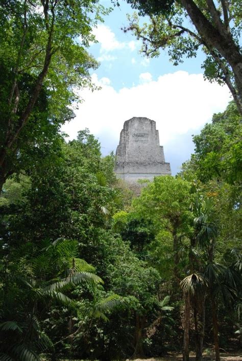 Los Mayas De Tikal Protegieron Espacios Verdes En Su Metr Poli Proceso