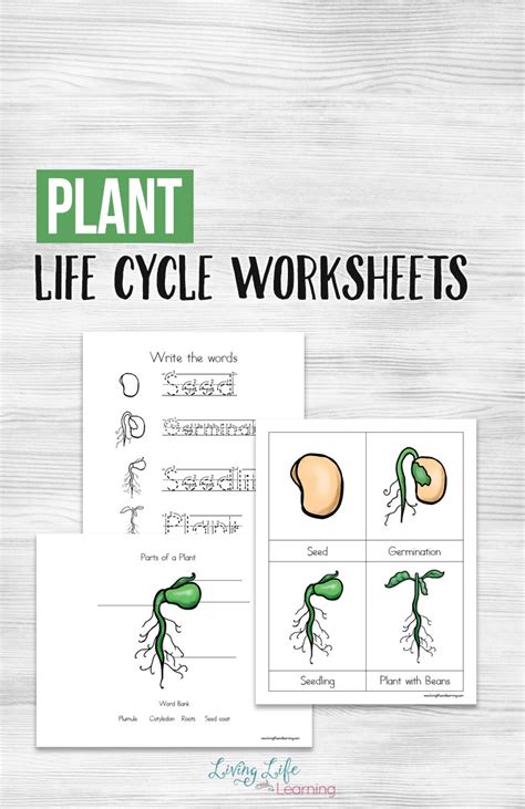 Life Cycle Of A Plant Worksheets