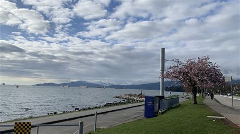 Image: Cherry Blossom on English Bay Beach, Vancouver