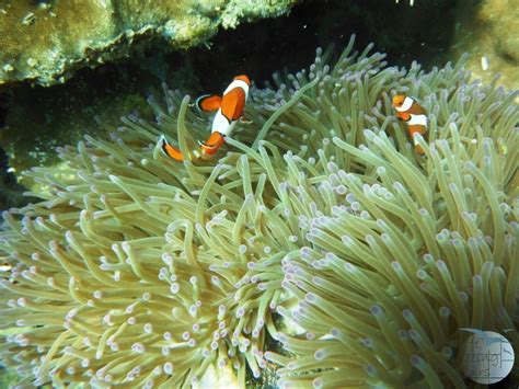 Boulder Bay Eco Resort Mergui Archipelago Life Seeing Tours