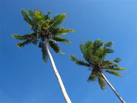 Konsep Kegunaan Pokok Kelapa Paling Top