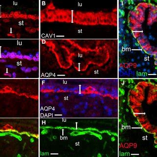 Immunostaining Of Aquaporins Red Aqp A Merged Photos Of Aqp And