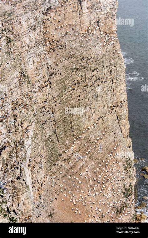 Thousands of seabirds nesting on the chalk cliffs of Bempton, East ...