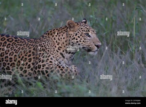 Chasse Dans La Jungle Banque De Photographies Et D’images à Haute Résolution Alamy